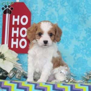Nickolas, Cavapoo Puppy